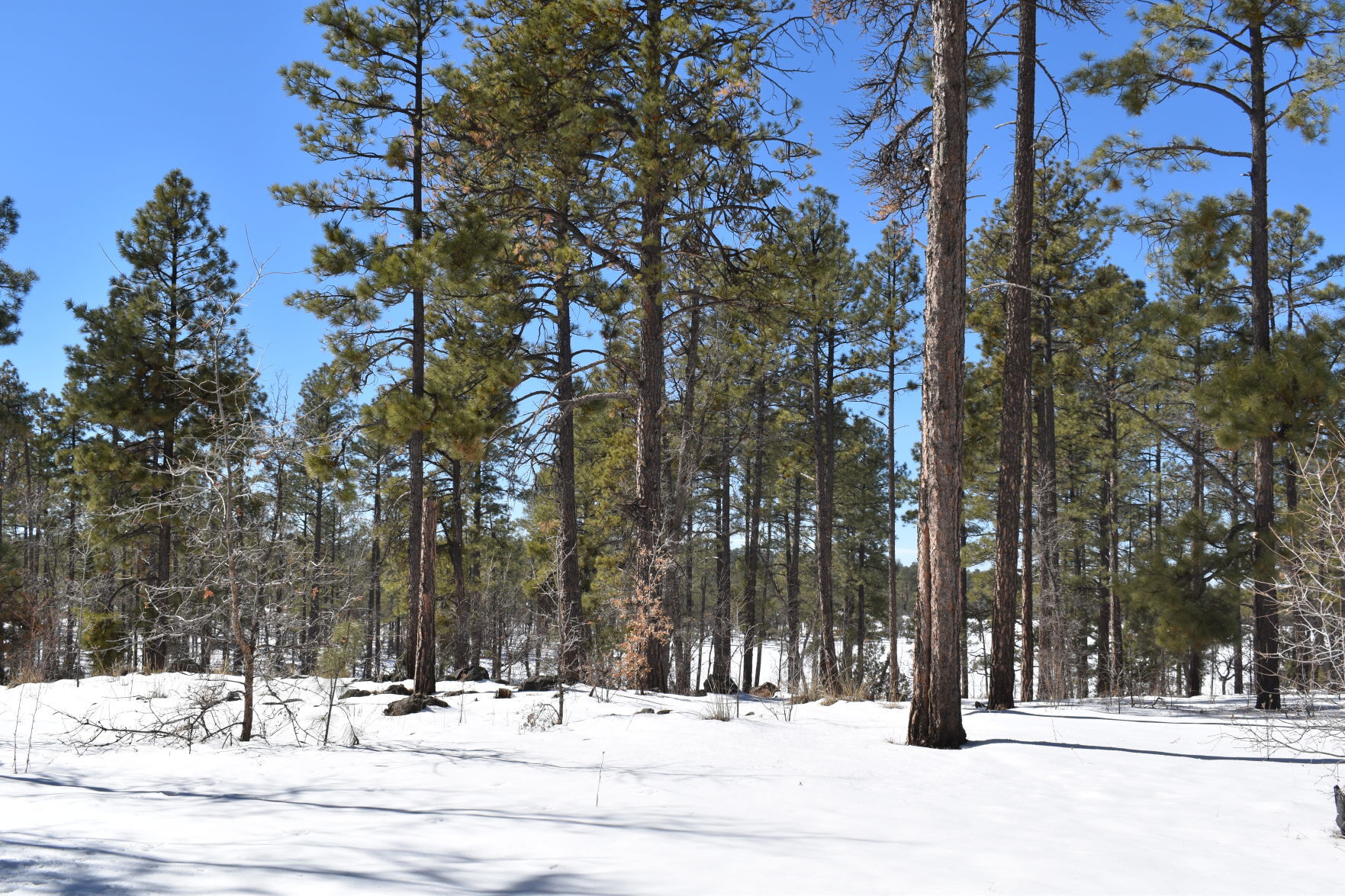 Temporary closure of Woodland Lake Park